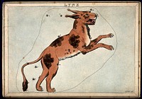 Astrology: signs of the zodiac, Lynx. Coloured engraving by S. Hall.