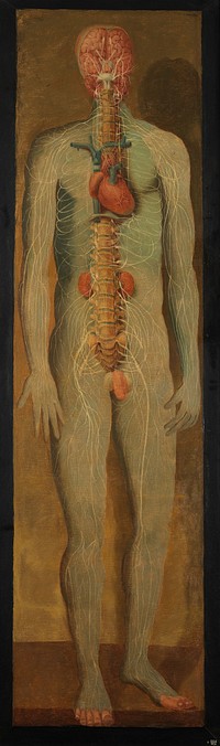A standing dissected man showing the viscera and blood vessels, with a separate figure of the left arm. Oil painting by Jacques-Fabien Gautier D'Agoty, 1764/1765.