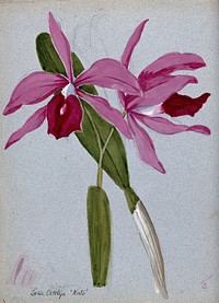 An orchid hybrid (Laelia x Cattleya "Kate"): flowering stem and leaves. Watercolour.