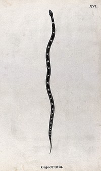 A snake, slender and dark brown in colour, with pale patches between two white dotted lines, which run along the length of the back. Watercolour, ca. 1795.