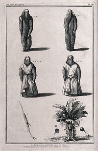 Mandrake roots in the form of human figures, both naked and clothed; the mandrake plant itself (Mandragora officinarum L.); and a root of ginseng (Panax quinquefolius L.). Engraving.