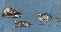 Two mice (one dead) and a cat. Cut-out engraving pasted onto paper, 16--.