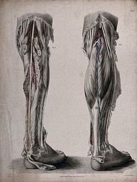 The circulatory system: dissections of the back of the lower leg, with arteries and veins indicated in red and blue. Coloured lithograph by J. Maclise, 1841/1844.