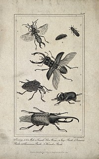 Seven insects, including an earwig, a glow worm and four different beetles. Engraving by G. F. Schroeder, ca. 1822.