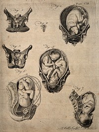 Cross-sections of seven different figures of the pregnant uterus. Engraving by A. Bell.