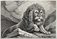 A large lion ascending a hill. Etching by W-S Howitt after himself.