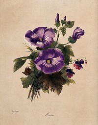 A bunch of flowering mallows and pansies. Coloured lithograph by E. Champin, c. 1850, after herself.