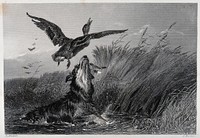 A hunting dog is chasing a duck in the water which escaped from his mouth. Etching by E. Hacker after R. Ansdell.