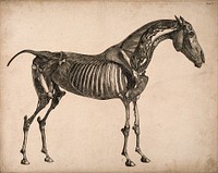 Muscles and bones of a horse: an écorché figure, side view. Engraving with etching by G. Stubbs, 1766.