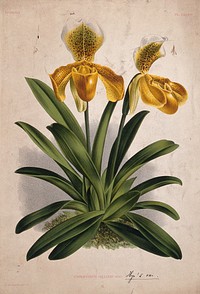 A lady's slipper orchid (Cypripedium sallieri): flowering plant. Chromolithograph, c. 1885, after P. de Pannemaeker.