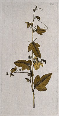 Passion flower (Passiflora minima): flowering stem. Coloured engraving after F. von Scheidl, 1770.