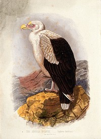 An Angolan vulture (Gyphierax angolensis). Colour lithograph, ca. 1875.