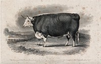 A Hereford ox. Etching by H. Beckwith, ca 1848, after W.H. Davis.