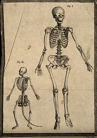 Skeletons of a man and an ape. Line engraving by J. Cole, 17--.