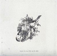 Head of a mule. Etching.