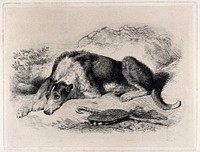 A large dog lying on the ground, outdoors. Etching after E.H. Landseer, 1824.