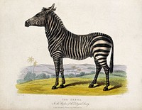 Zoological Society of London: a zebra. Coloured etching by J. Webb after W. Panormo.