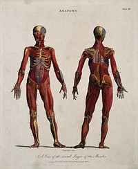An écorché showing the second layer of muscles: front and back views. Coloured line engraving by J. Pass, 1796.