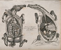 Two dissections of a horse's thorax and abdomen, seen from below, showing the internal organs and blood vessels. Etching by Barlow, 1802.