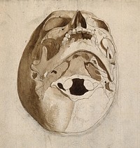 Skull seen from below. Pen and ink wash drawing by C. Landseer, or a contemporary, ca. 1812.