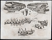 Fossilized organic remains of animal jaw bones and spines. Etching by W. H. Lizars.