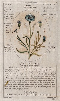 Cornflower or bachelor's-buttons (Centaurea cyanus L.): flowering stem with separate floral segments and a description of the plant and its uses. Coloured line engraving by C.H.Hemerich, c.1759, after T.Sheldrake.