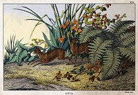 Two musk-deer hiding under bushes. Coloured lithograph.