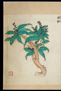 Ming herbal (painting): [Black] pepper