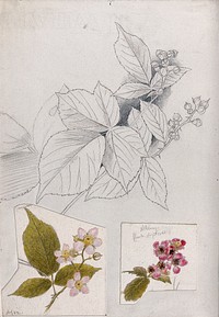 Leaves and flowers of bramble (Rubus species). Pen and watercolour drawings.