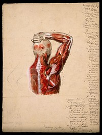 Muscles of the arm, shoulder and chest, back view: male écorché figure holding right arm over his head, with small pencil sketches of joints. Ink and watercolour with laminated flaps, 18--.