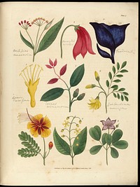 Sketches towards a Hortus botanicus americanus, or, Coloured plates (with a catalogue and concise and familiar descriptions of many species) of new and valuable plants of the West Indies and North and South America : Also of several others, natives of Africa and the East Indies; arranged after the Linnaean system.