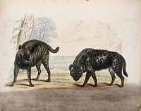 Zoological Society of London: a striped and a spotted hyena. Coloured etching.