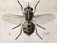 A stable fly (Stomoxys calcitrans). Coloured drawing by A.J.E. Terzi.