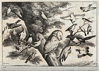 Various birds in a tree, including an owl, hoopoe, woodpecker and magpie. Etching by W. Hollar, ca. 1670, after F. Barlow.