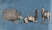 A porcupine and two camels. Cut-out engravings pasted onto paper, 16--.