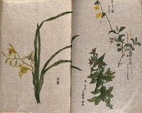 Four flowering plants, including an orchid on the left. Watercolour.
