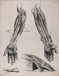 The circulatory system: three dissections of the hand and arm, with arteries and blood vessels indicated in red and surgical instruments shown beneath. Coloured lithograph by J. Maclise, 1841/1844.