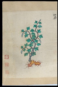 Ming herbal (painting): Chinese herbaceous peony