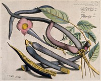 Cittwodi, Hawar or Manchingi (Dolichandrone falcata Seem.): branch with flower and pods, and separate sectioned pods and seeds. Coloured line engraving.