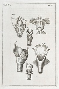 A compleat treatise of the muscles : as they appear in humane body, and arise in dissection; with diverse anatomical observations not yet discover'd. Illustrated by near fourty copper-plates, accurately delineated and engraven / By John Browne.
