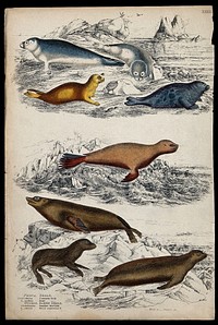 Eight different specimen of the family of seals. Coloured etching by S. Milne and Turvey.