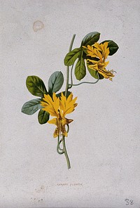 Canary creeper (Tropaeolum peregrinum): flowering stem. Chromolithograph, c. 1879, after F. Hulme.