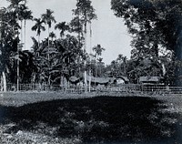 Assam, India: a village of grass-roofed houses surrounded by palm trees, enclosed by a bamboo fence. Photograph, 1900/1920 .