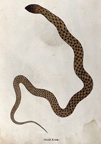 A snake, tan in colour, with brown spotted markings connected by thin diagonal bars. Watercolour, ca. 1795.