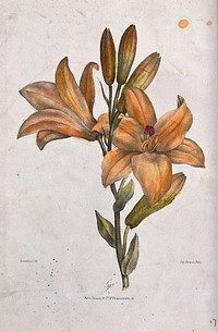 A flowering orange lily. Coloured lithograph, c. 1850, after Guenébeaud.