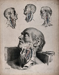 The circulatory system: dissections of the neck of a man, with arteries, blood vessels and veins indicated in red and blue. Coloured lithograph by J. Maclise, 1841/1844.