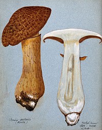 A fungus (Gymnopilus junonius): two fruiting bodies, one sectioned. Watercolour by R. Baker, 1906.