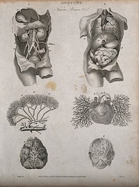 Viscera, heart, brain and blood vessels: six figures, including two views of a dissected torso. Line engraving by Heath, after Walker, 1806.
