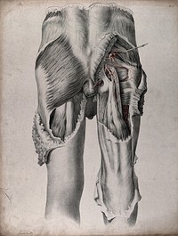 The circulatory system: dissection of the buttocks and upper thighs of a man, seen from behind, with blood vessels indicated in red. Coloured lithograph by J. Maclise, 1841/1844.