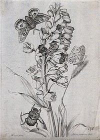 A lily (Lilium persicum): flowering stem with butterfly, moth and beetle. Etching by N. Robert, c. 1660, after himself.
